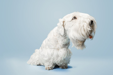 Wall Mural - West Highland White Terrier sitting against white background