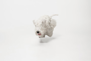 Wall Mural - West Highland White Terrier sitting against white background