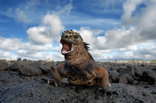 Marine Iguana Is Sitting On The Rocks. The Galapagos Islands. Pacific Ocean. Ecuador. 