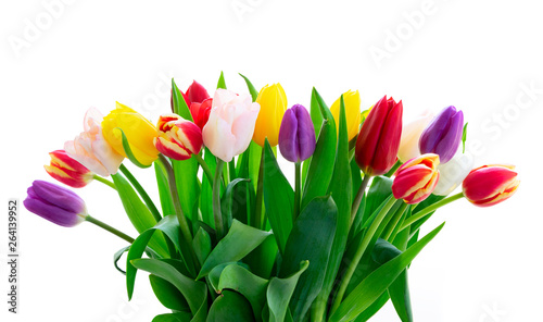 fresh tulips flowers