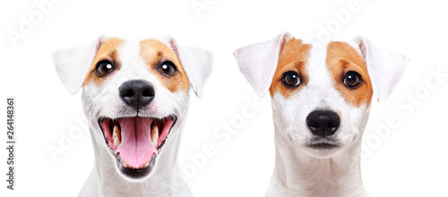 Fotografía Portrait of a cheerful and sad dog breed Jack Russell Terrier, closeup, isolated