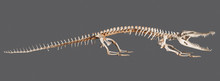 Crocodile Skeleton Isolated On Grey Background With Clipping Path