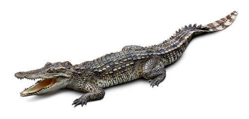 Wildlife crocodile isolated on white background with clipping path