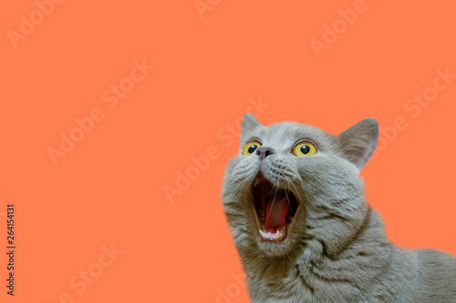Fotomural A lilac British cat looking up