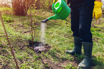 Farmer watering tree with a can. Gardener planting tree in spring garden