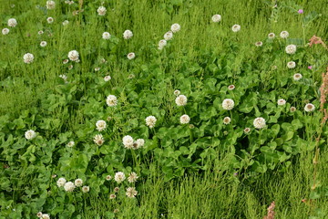 Poster - White clover (Trifolium repens)