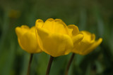 Fototapeta Dmuchawce - three yellow tulips
