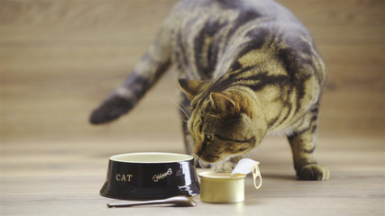 Cat check the canned wet food