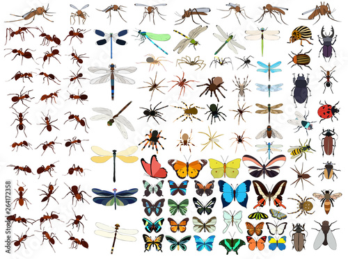 Fotografía vector, isolated, set of insects, butterflies, beetles, ants, mosquitoes