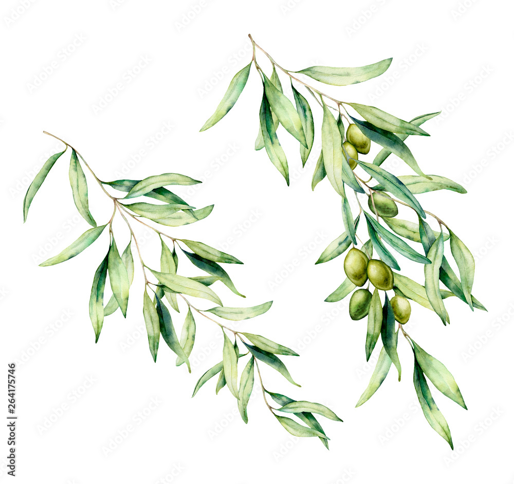 Watercolor olive tree branch set with green olives and leaves. Hand ...