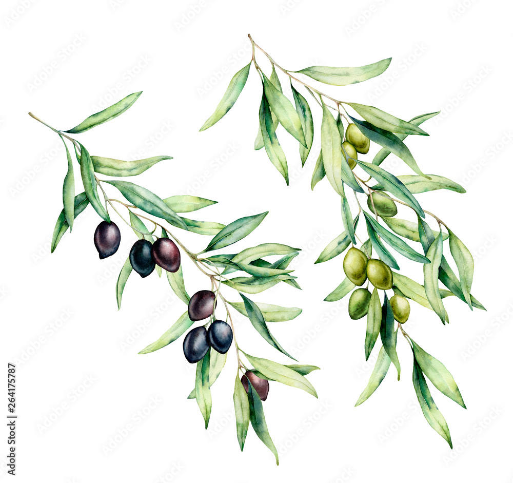 Watercolor olive tree branch set with green and black olives, leaves ...