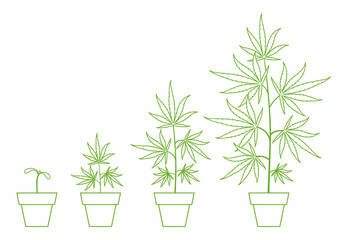 Poster - Growth stages of hemp potted plant. Marijuana phases set. Cannabis indica ripening. Infographic period. The life cycle. Weed Growing in a pot at home. Outline contour vector illustration.