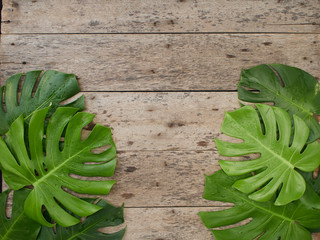 Wall Mural - Tropical leaves Monstera on old wooden background