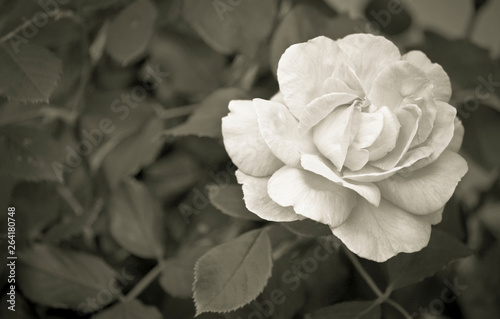 Rosa In Bianco E Nero Buy This Stock Photo And Explore
