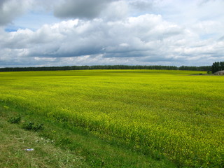 Canvas Print - russia field