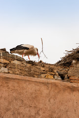 Stork building its nest in Marrakesh, Morocco