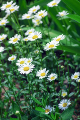 Wall Mural - Beautiful chamomile growing in the meadow