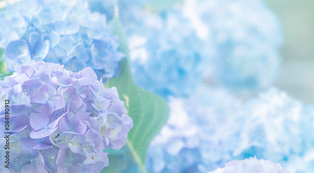 hydrangea flowers close up - obrazy, fototapety, plakaty 