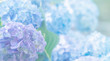 hydrangea flowers close up