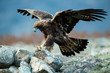 Hunting Goldean Eagle (Aquila chrysaetos) at mountain meadow in Eastern Rhodopes, Bulgaria