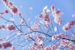 Zweig mit rosa Blüten, Blütenblätter fallen herab