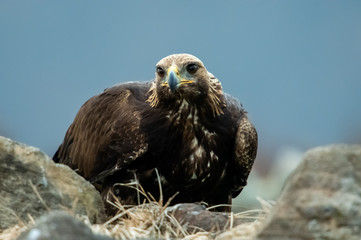 Wall Mural - Goldean Eagle (Aquila chrysaetos) at mountain meadow in Eastern Rhodopes, Bulgaria