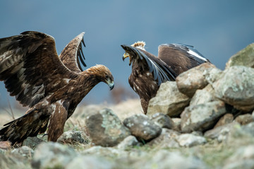 Wall Mural - Adult and juvenile Golden Eagle (Aquila chrysaetos) on prey at mountain meadow in Eastern Rhodopes, Bulgaria