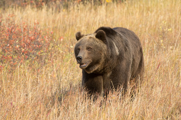 grizzly (brown) bear in western us