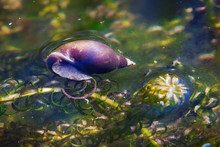 Pond Snail In A Freshwater Garden Water Environment