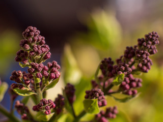 Young shoots of lilac in early spring