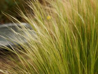 Mexican feathergrass 'Nassella tenuissima'