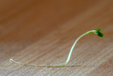 Fototapeta  - Single growing lucerne (medicago sativa) sprout shot from a side
