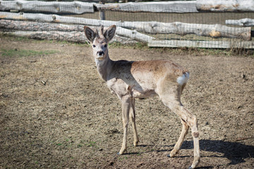 Close-up of baby fawn on rural countryside farm ranch