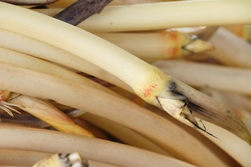 Canvas Print - Lotus stems for cooking at street food