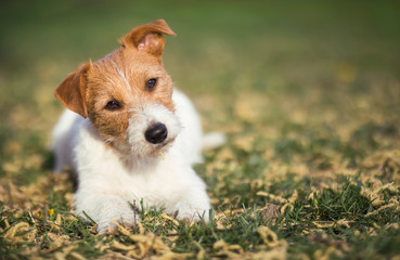 Healthy happy pet dog puppy listening in the grass with funny ears