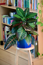 Croton - Houseplant With Green Leaves.