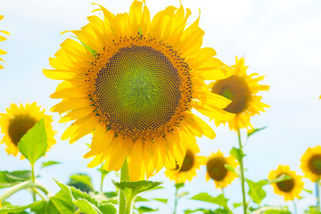 Wall Mural - Sunflowers blooming  on blue sky background ,fresh & daylight summer concept.