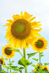 Wall Mural - Sunflowers blooming  on blue sky background ,fresh & daylight summer concept.