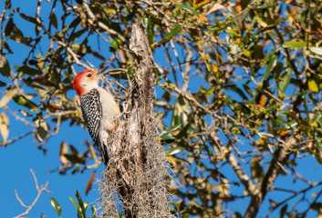 A Red-bellied Woodpecker Searching for Food