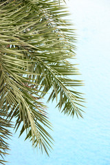 Wall Mural - The fresh palm leaves on the beautiful clean water background .