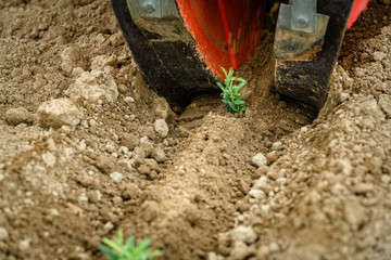 Transplantation of organic lavender with agricultural machinery