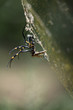 Golden Orb Web Spider mit Beute, fotografiert in Südafrika, Kruger National Park / Selati Game Reserve