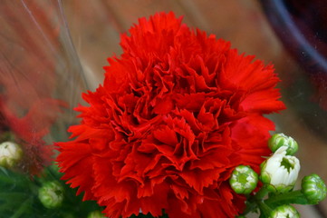 Carnation pink flower