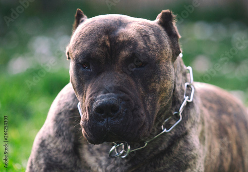 Big Dog Cane Corsopressa Canario Buy This Stock Photo