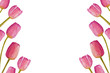 Hand-drawn atercolor pink spring Tulips isolated spring flowers. Greeting card design template. Copy space.