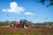 Seagulls Flying Over A Rural Field With A Red Tractor
