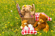 Teddy Bear's Picnic in summer with bright yellow dandelions in lush green meadow.  Concept: happy childhood memories