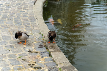 two cute duck in Japanese Garden next to the pool