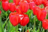Fototapeta Tulipany - Red Tulips at Wooden Shoe Tulip Festival in Woodburn Oregon