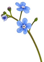 Blue Flower Of Brunnera,  Forget-me-not, Myosotis, Isolated On A White Background